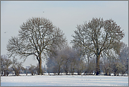 Wiesenlandschaft mit Bäumen und Hecken... Bislicher Insel *Nordrhein-Westfalen*