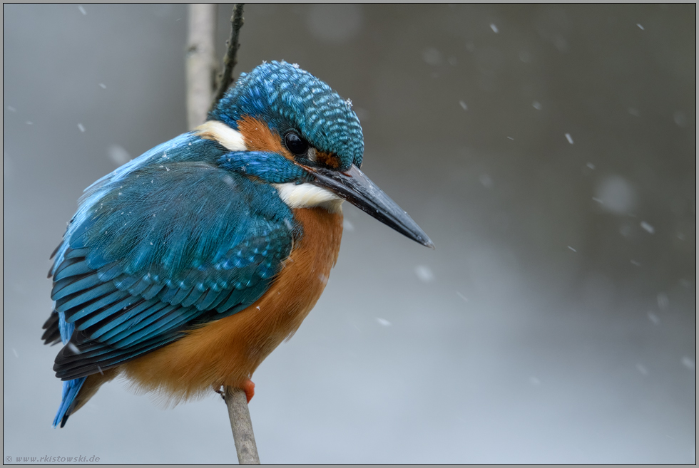 im Schneetreiben... Eisvogel *Alcedo atthis* auf seinem Ansitz, Nordrhein-Westfalen