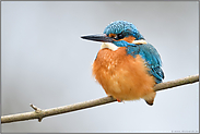 in ganzer Schönheit... Eisvogel *Alcedo atthis*, Männchen im Winter