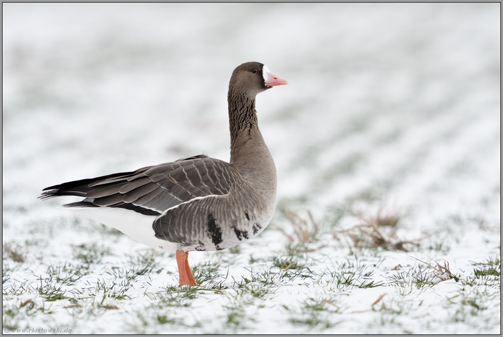 klassische Ansicht... Blässgans *Anser albifrons* im Winter bei Schnee auf einem Feld stehend