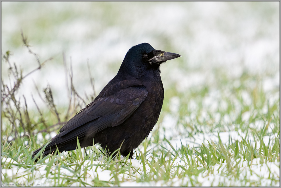 nicht sonderlich schön, aber schlau... Saatkrähe *Corvus frugilegus* auf einem Feld im Winter