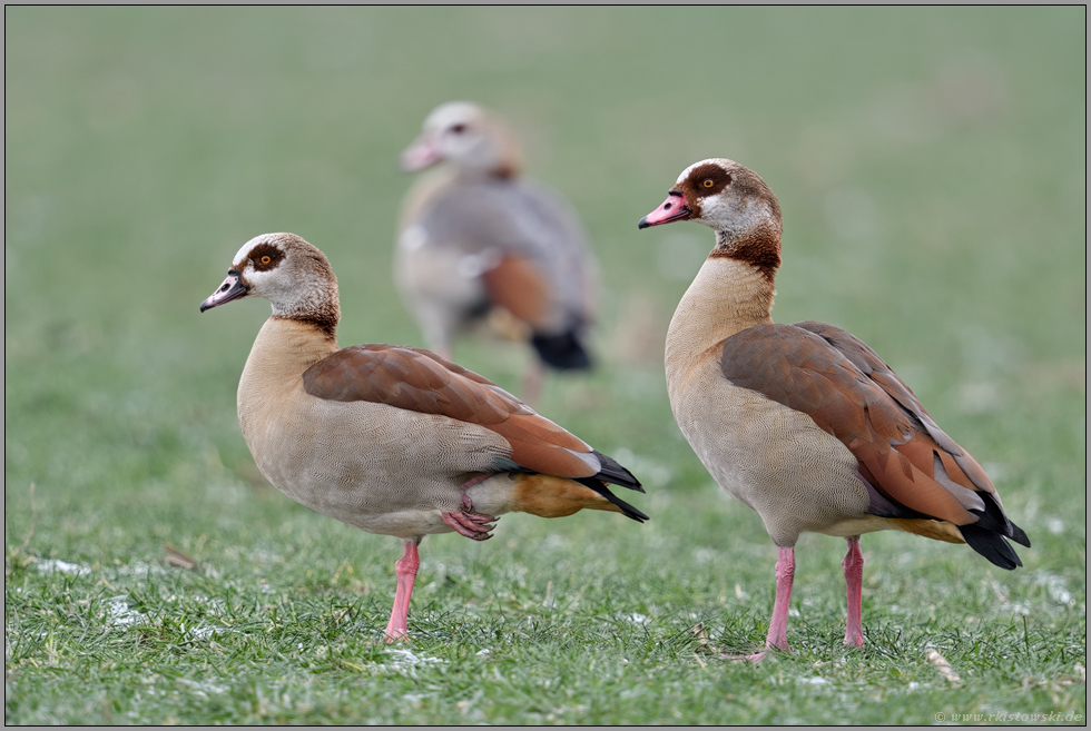 gemeinsam unterwegs... Nilgans *Alopochen aegyptiacus*