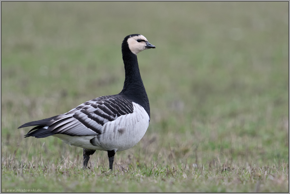 wachsam... Nonnengans *Branta leucopsis* auf den Wiesen am Niederrhein