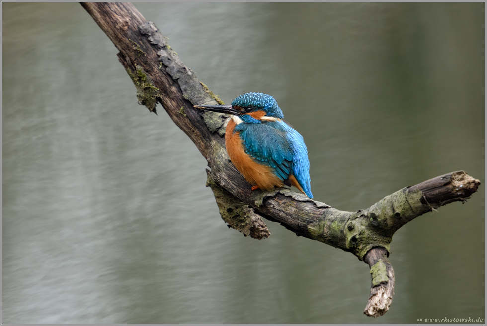 im zeitigen Frühjahr... Eisvogel *Alcedo atthis* gräbt an seiner Brutröhre