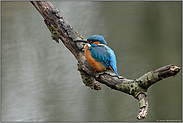 im zeitigen Frühjahr... Eisvogel *Alcedo atthis* gräbt an seiner Brutröhre