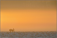 stimmungsvoll... Feldhase *Lepus europaeus* läuft im frühen Gegenlicht über einen schneebedeckten Acker