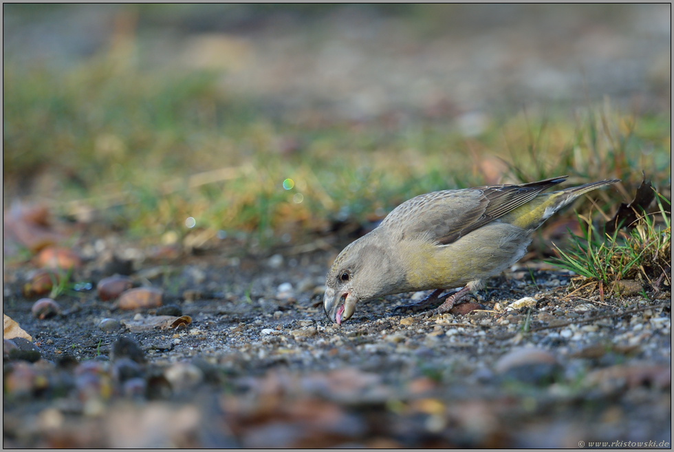 Mahlsteine... Kiefernkreuzschnabel *Loxia pytyopsittacus* nimmt mit dem Schnabel kleine Steinchen auf