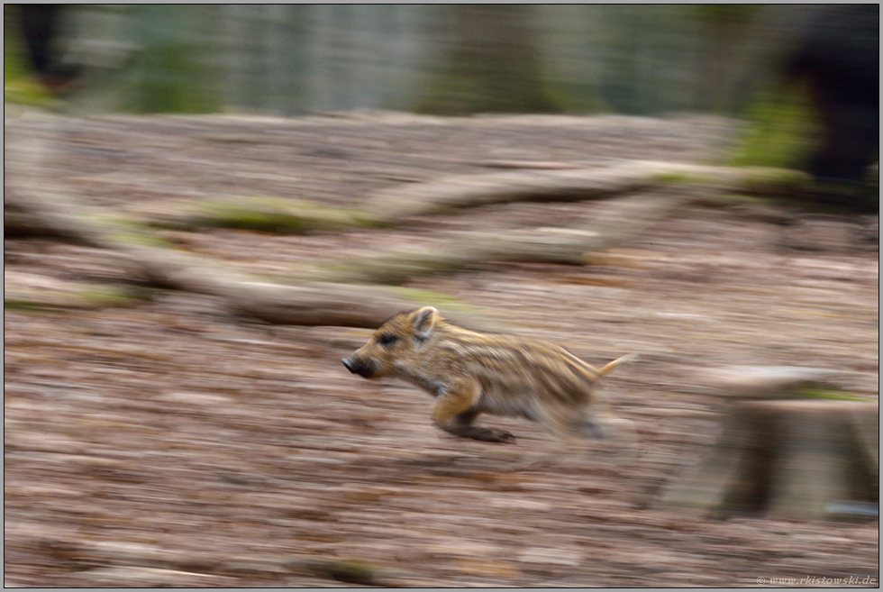 ganz schön flink... Wildschwein *Sus scrofa*, Frischling sprintet los