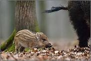 Größenverhältnisse... Wildschwein *Sus scrofa*, Frischling sucht Schutz bei einem Alttier