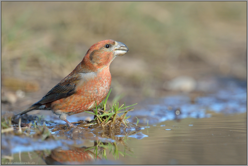 seltene Ausnahmerscheinung... Kiefernkreuzschnabel *Loxia pytyopsittacus*, rostrotes Männchen