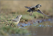 Abflug... Kiefernkreuzschnabel *Loxia pytyopsittacus* an einer natürlichen Wasserstelle