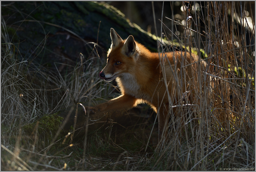 im dichten Unterholz... Rotfuchs *Vulpes vulpes*, Jungtier