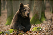 Meister Petz... Europäischer Braunbär *Ursus arctos*, Jungtier