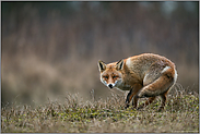 listiger Fuchs... Rotfuchs *Vulpes vulpes* zeigt sich überrascht