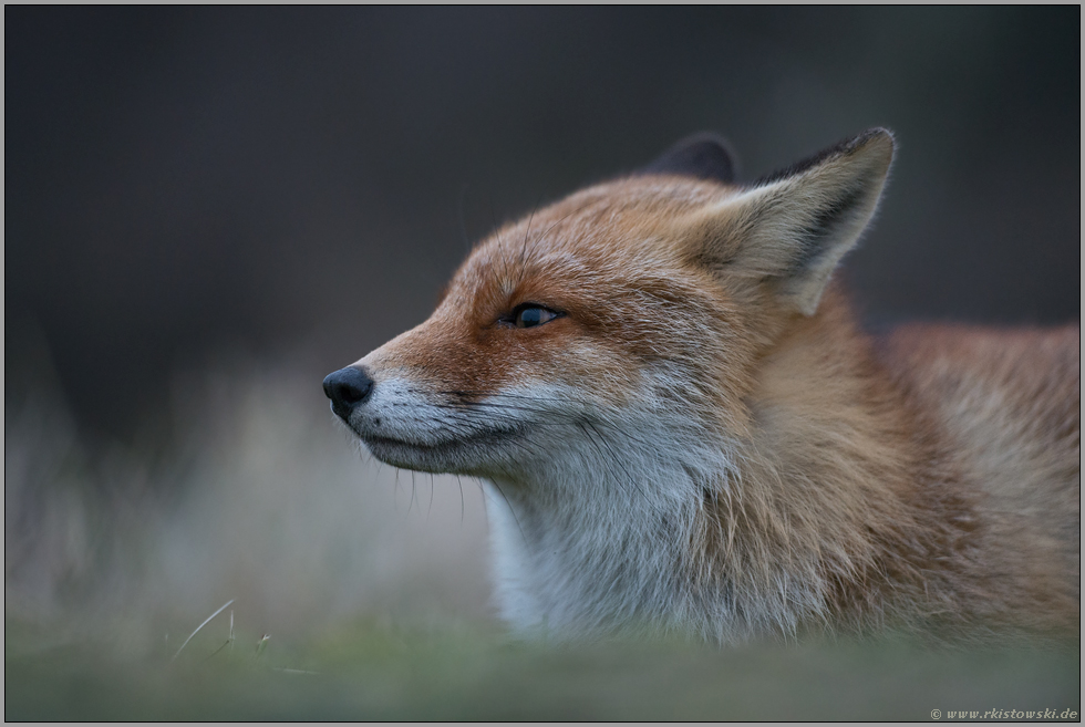 Fuchsportrait... Rotfuchs *Vulpes vulpes*, detaillierte Nahaufnahme