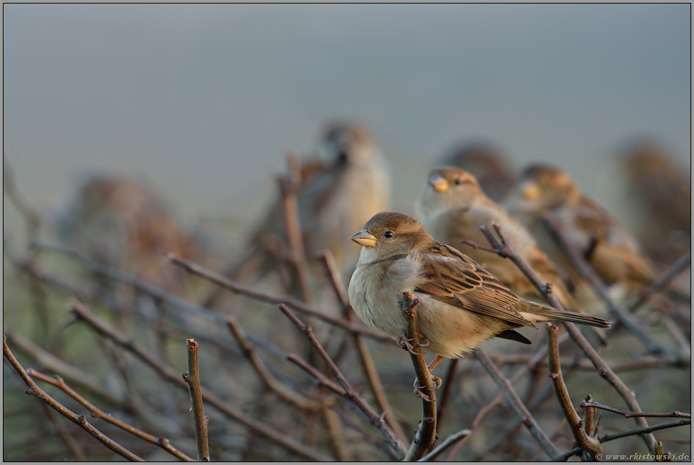 gesellig... Haussperling *Passer domesticus* im Trupp versammelt auf einer Hecke