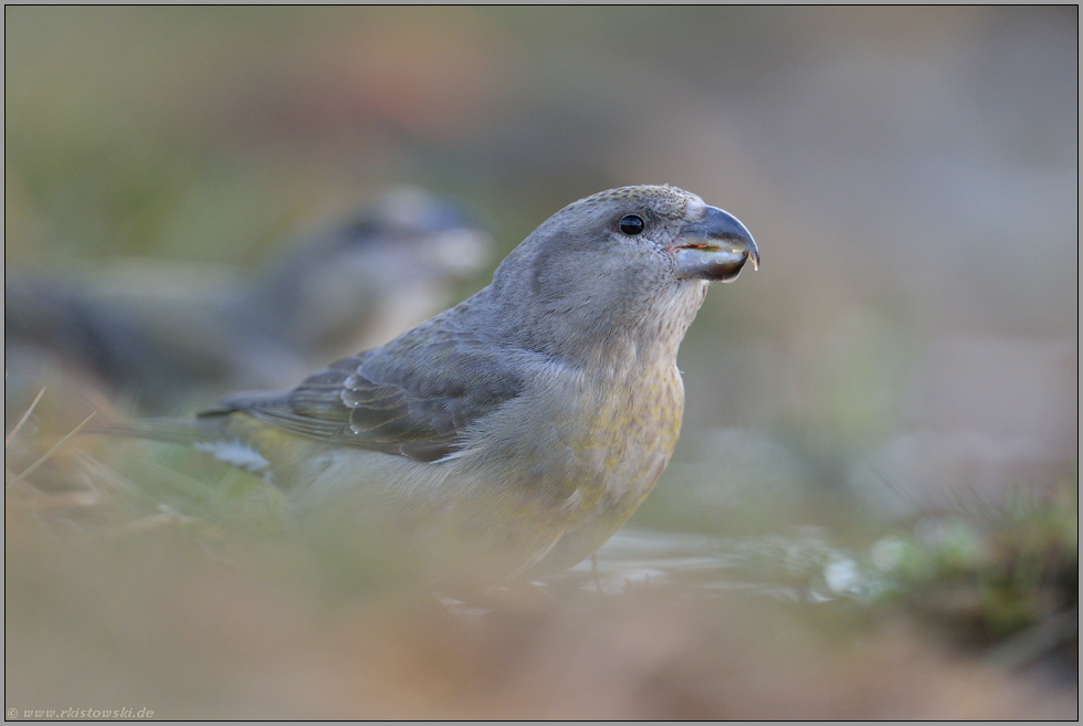 ganz schön keck... Kiefernkreuzschnabel *Loxia pytyopsittacus * im Detail