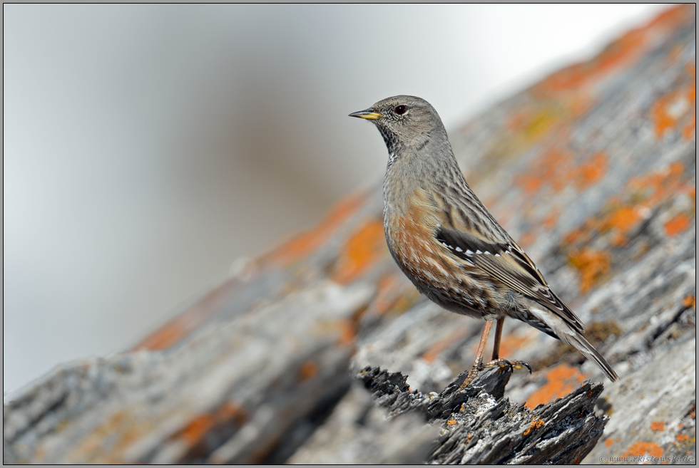 langer Hals... Alpenbraunelle *Prunella collaris* auf Beobachtungsposten