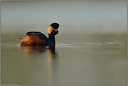 balzend... Schwarzhalstaucher *Podiceps nigricollis* im Prachtkleid