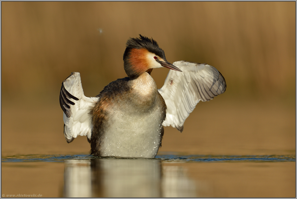 extra für den Fotografen... Haubentaucher *Podiceps cristatus* richtet sich nach der Gefiederpflege auf