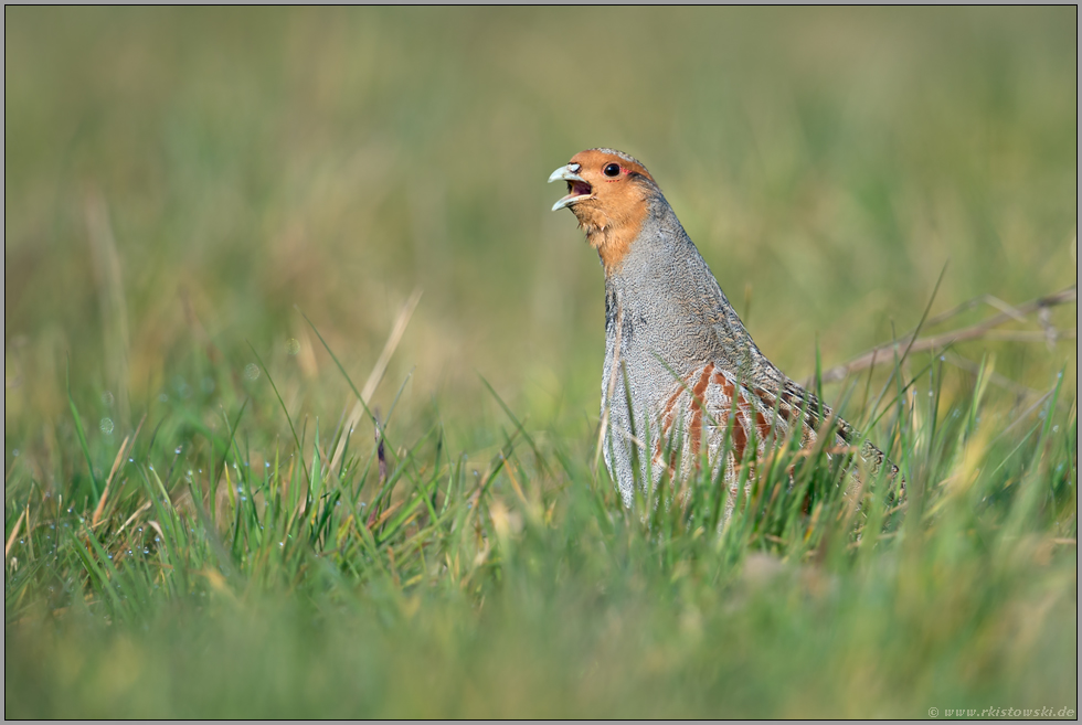 lauthals rufend... Rebhuhn *Perdix perdix* in der Balz