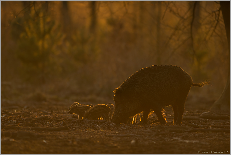 Bache mit Frischlingen im Gegenlicht... Wildschweine *Sus scrofa* im Wald