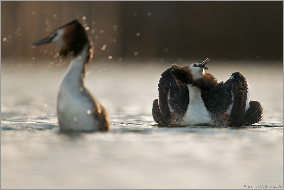 die Balz... Haubentaucher *Podiceps cristatus* auf dem Höhepunkt ihrer Balzaktivität