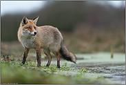 angespannt beobachtend... Rotfuchs *Vulpes vulpes* während der Ranz