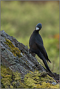 lustiger Geselle... Schwarzspecht *Dryocopus martius*, weiblich, bei der Futtersuche am Boden