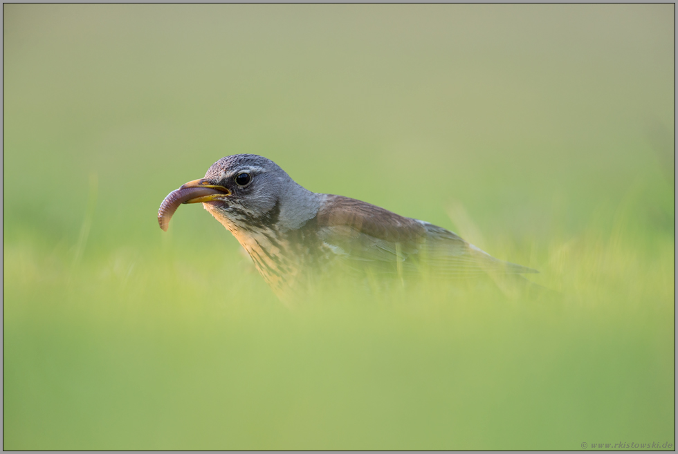 fette Beute... Wacholderdrossel *Turdus pilaris* frisst einen fetten Wurm