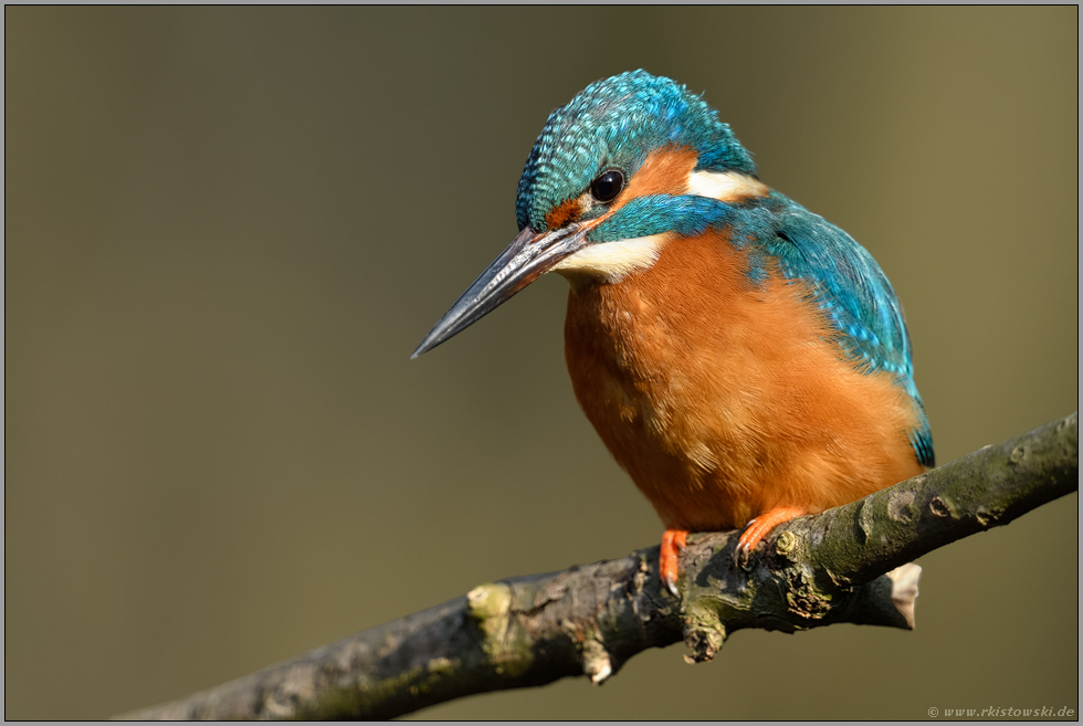 Ansitzjäger... Eisvogel *Alcedo atthis* auf seinem Ansitz im frühen Morgenlicht