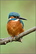 Eisvogelfotografie... Eisvogel *Alcedo atthis*, immer wieder spannend und einfach schön