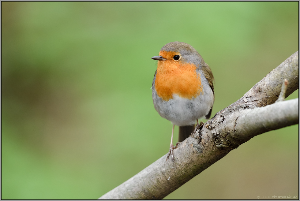 klein, aber fein... Rotkehlchen *Erithacus rubecula* im Frühjahr