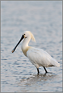 im Flachwasser... Löffler *Platalea leucorodia* bei der Nahrungssuche