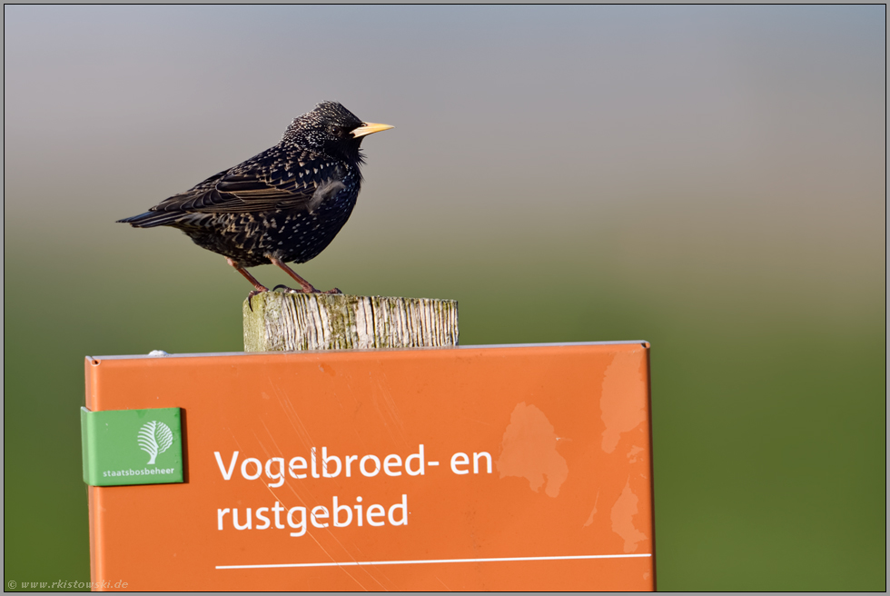 Vogelschutzgebiet... Star *Sturnus vulgaris*