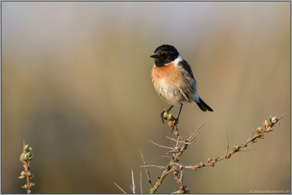 auf dem Sanddorn sitzend... Schwarzkehlchen *Saxicola torquata*, Männchen im Prachtkleid, spätes Abendlicht