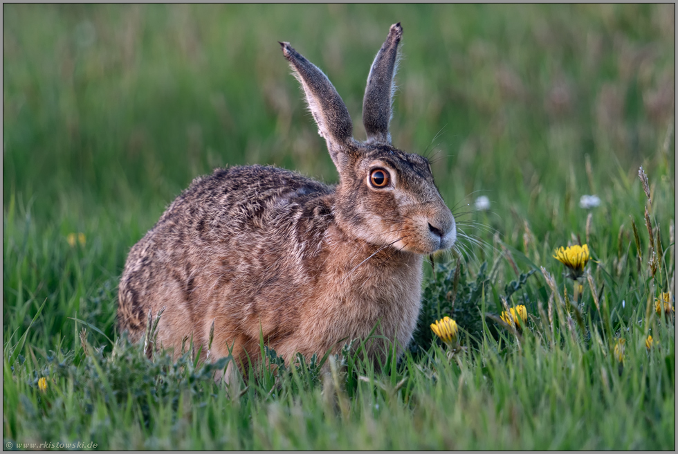 in der Frühlingswiese... Feldhase *Lepus europaeus* am frühen Morgen