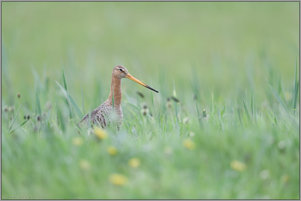 im hohen Gras... Uferschnepfe *Limosa limosa* im Frühling