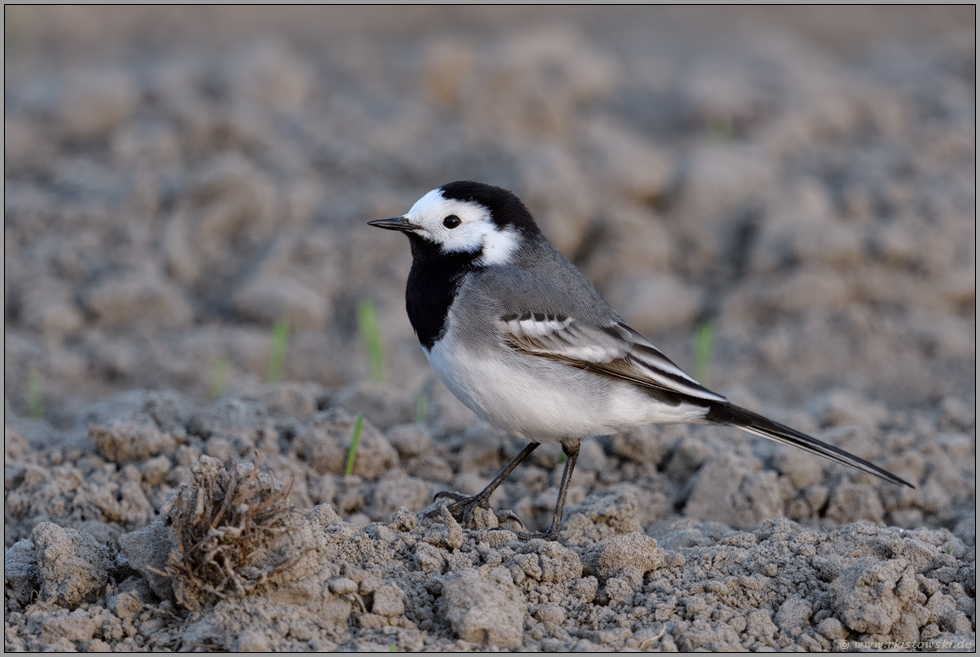 bei der Nahrungssuche... Bachstelze *Motacilla alba* auf einem Acker