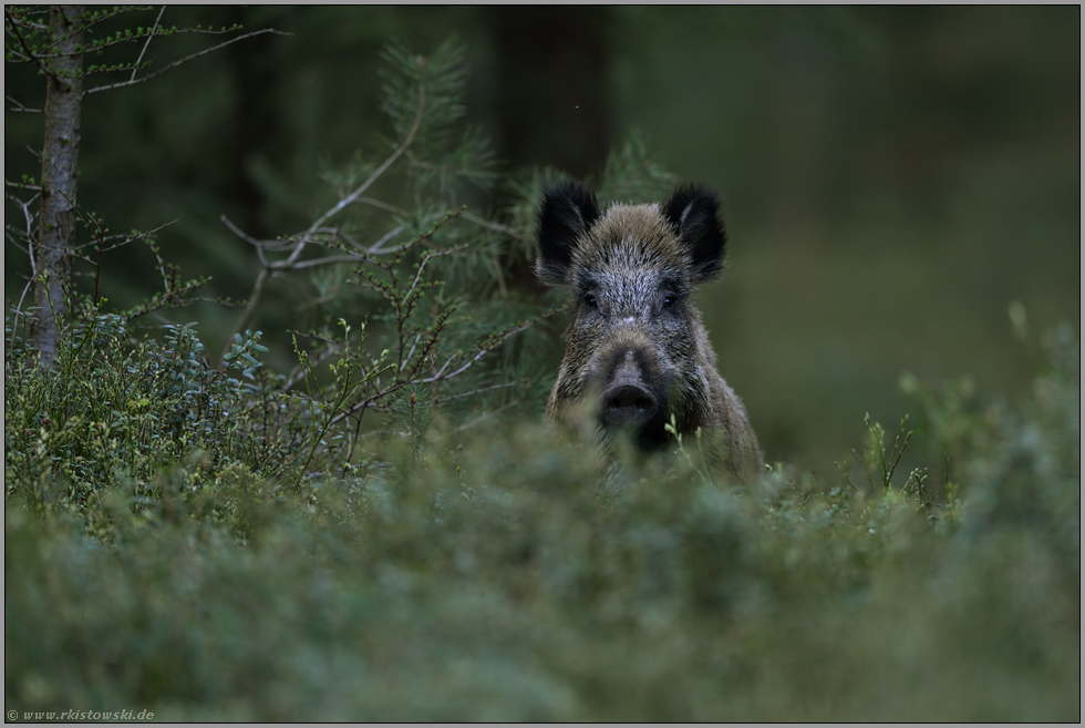 wer da... Wildschwein *Sus scrofa* sichert mit gespanntem Blick