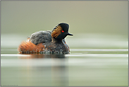 weiches Licht... Schwarzhalstaucher *Podiceps nigricollis* im Prachtkleid