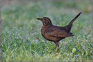 hab' acht... Amsel *Turdus merula*, Weibchen bei der Nahrungssuche