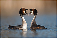 Vorfreude oder echte Liebe... Haubentaucher *Podiceps cristatus* in der Balz