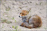 ruhend im Sand... Rotfuchs *Vulpes vulpes*