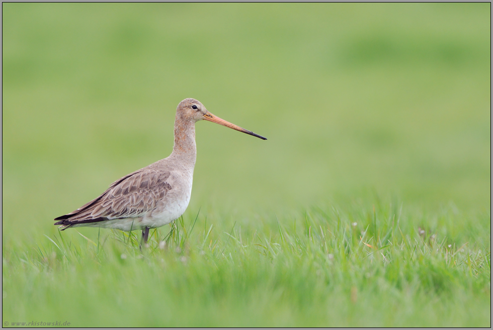 im Übergangskleid... Uferschnepfe *Limosa limosa*