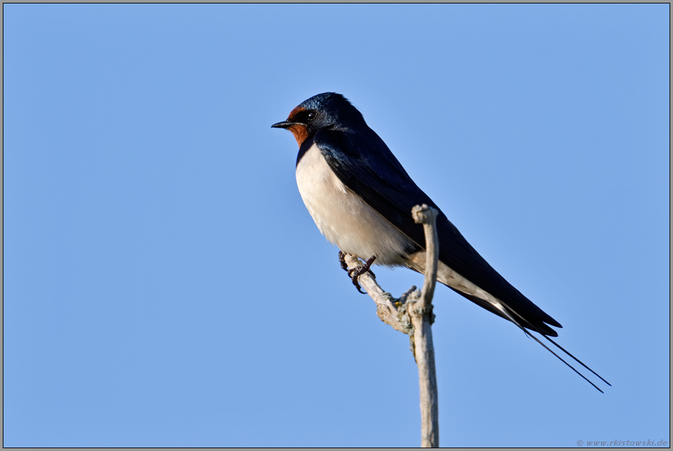 hoch oben... Rauchschwalbe *Hirundo rustica* sitzt auf der Spitze eines Holundergebüsches