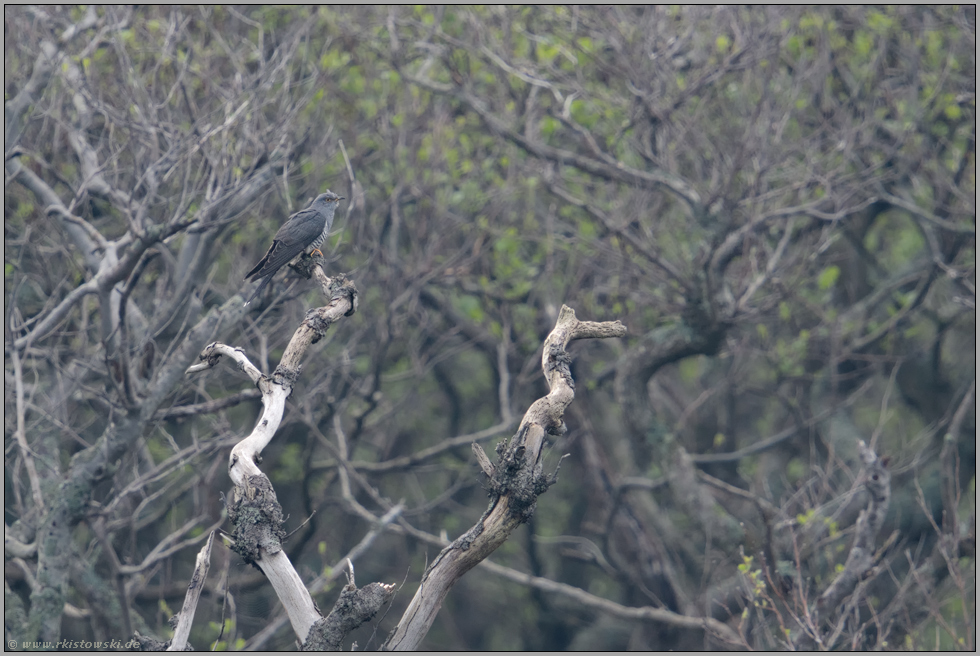 in weiter Entfernung... Kuckuck *Cuculus canorus* sitzt am Waldrand