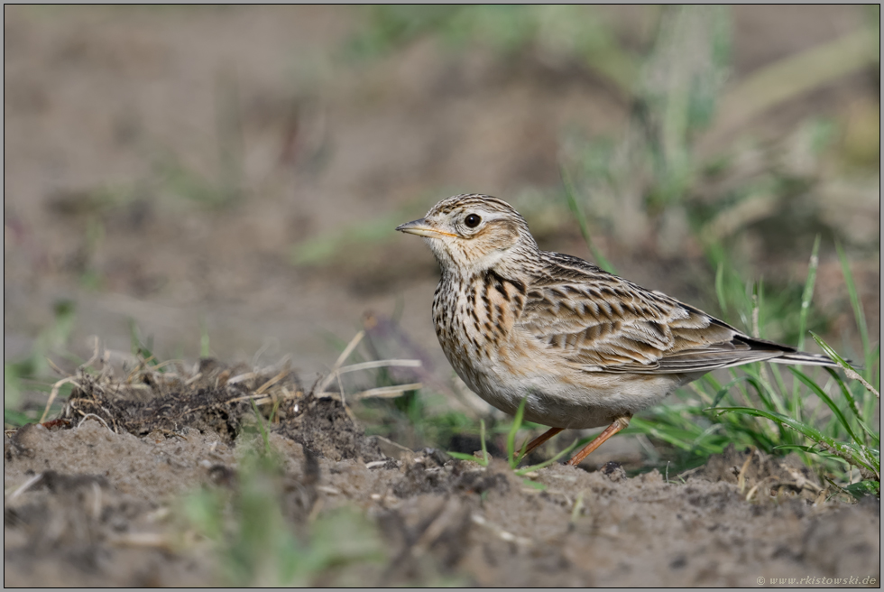 Vögel der Feldflur... Feldlerche *Alauda arvensis* sitzt am Boden