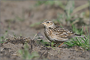 Vögel der Feldflur... Feldlerche *Alauda arvensis* sitzt am Boden