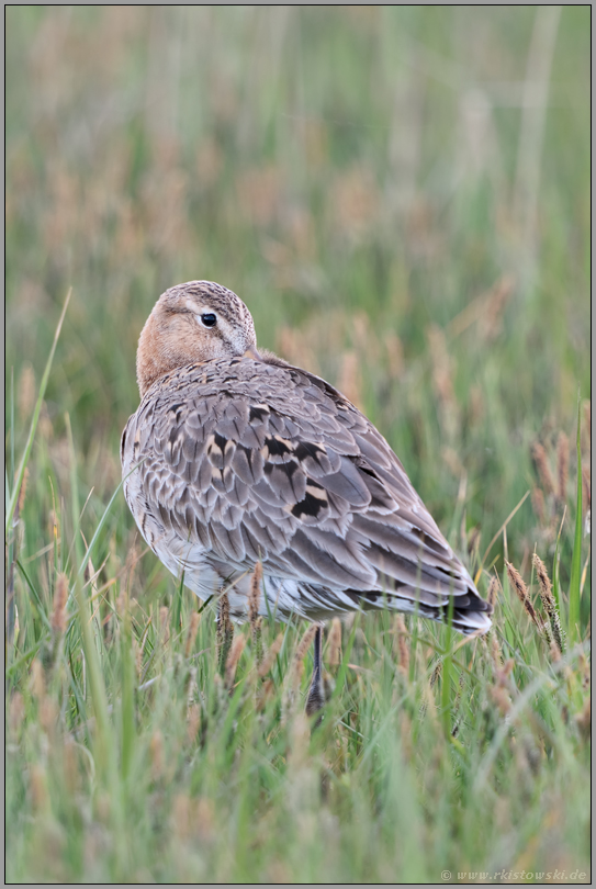 ruhend... Uferschnepfe *Limosa limosa* ratste in einer feuchten Wiese